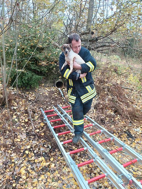 Hund aus altem Kanalsystem gerettet